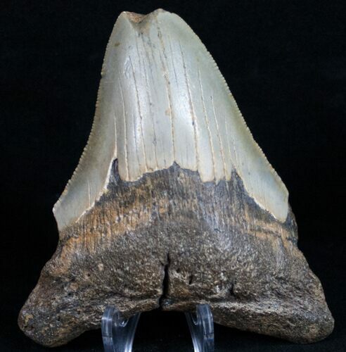 Bargain Megalodon Tooth - North Carolina #11023